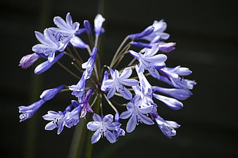 Close-up of purple agapanthus flower cluster against dark background