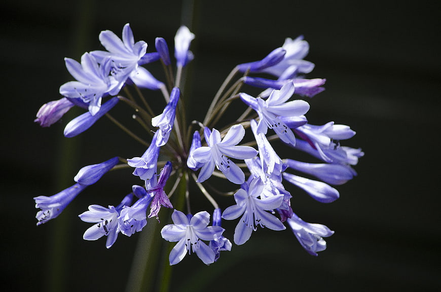 Close-up of purple agapanthus flower cluster against dark background