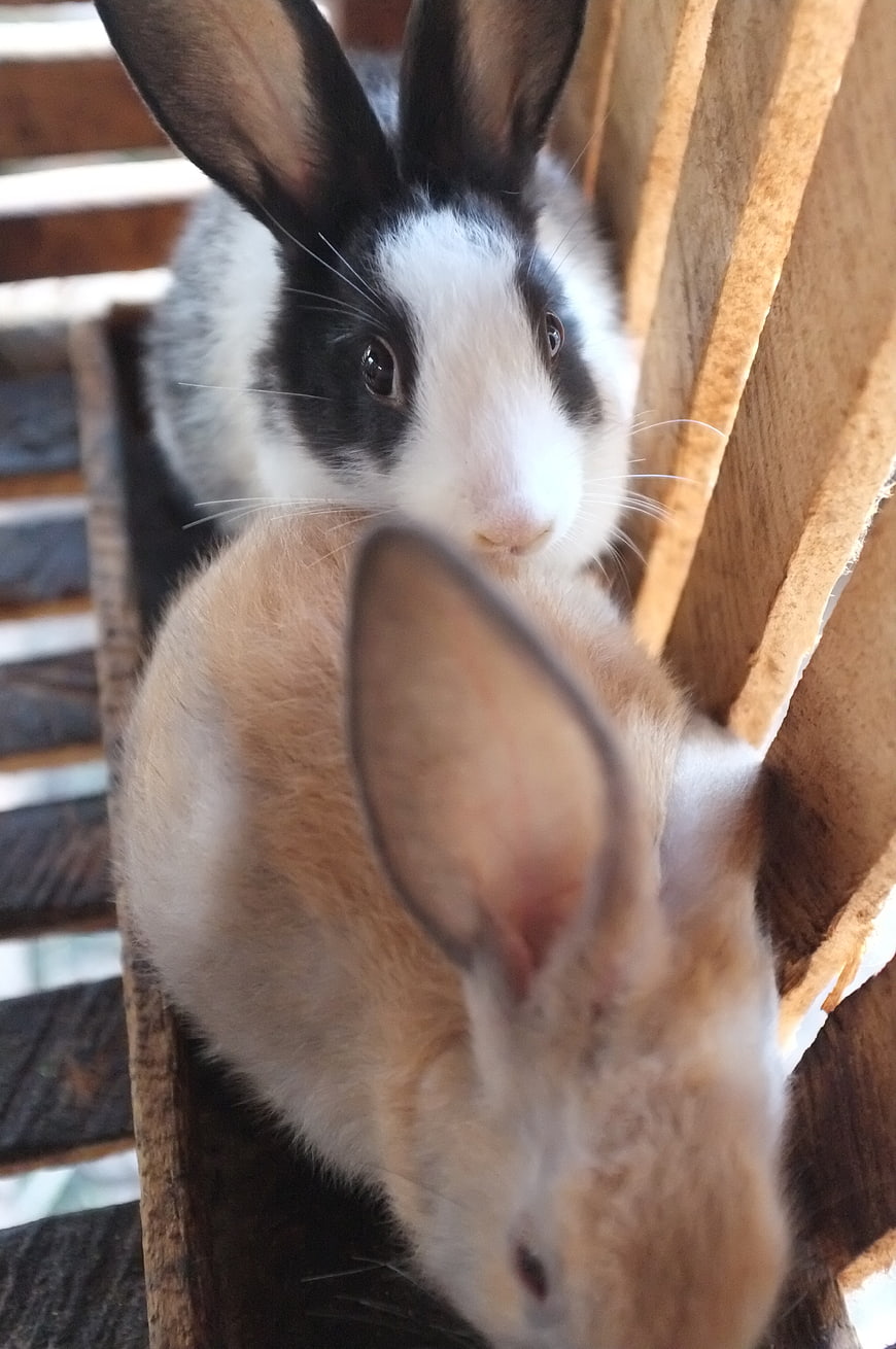 Two rabbits in a wooden hutch close-up