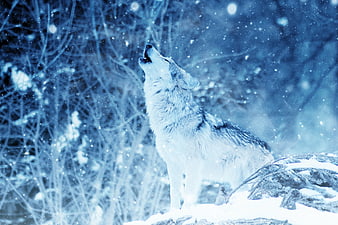 White Wolf Howling in Snowy Winter Forest