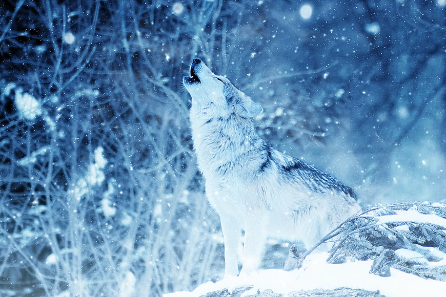 White Wolf Howling in Snowy Winter Forest