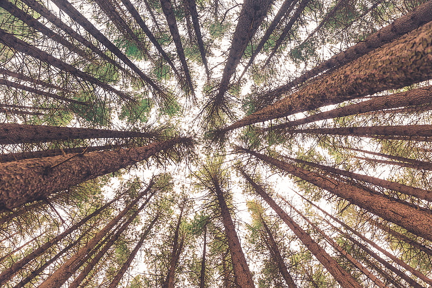 Worm's eye view of tall pine trees in a dense forest canopy