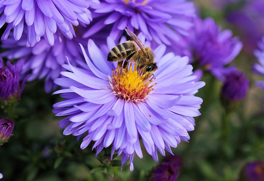 Honey Bee Pollinating Purple Aster Flower Closeup