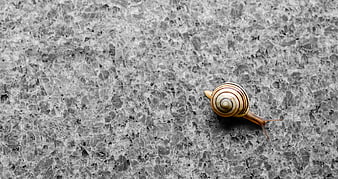 Snail Crawling On Textured Gray Granite Stone Surface