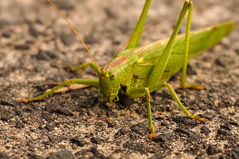 Close-up of a green katydid on asphalt