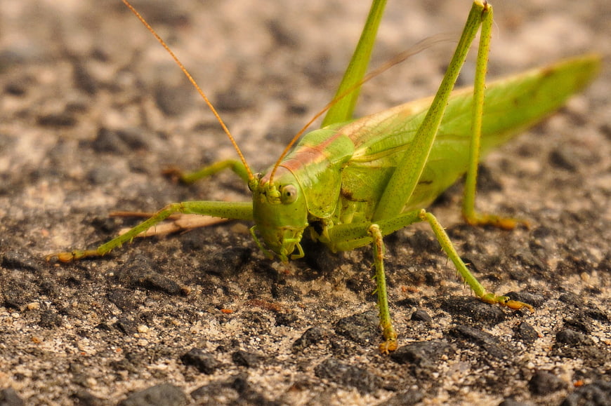 Close-up of a green katydid on asphalt