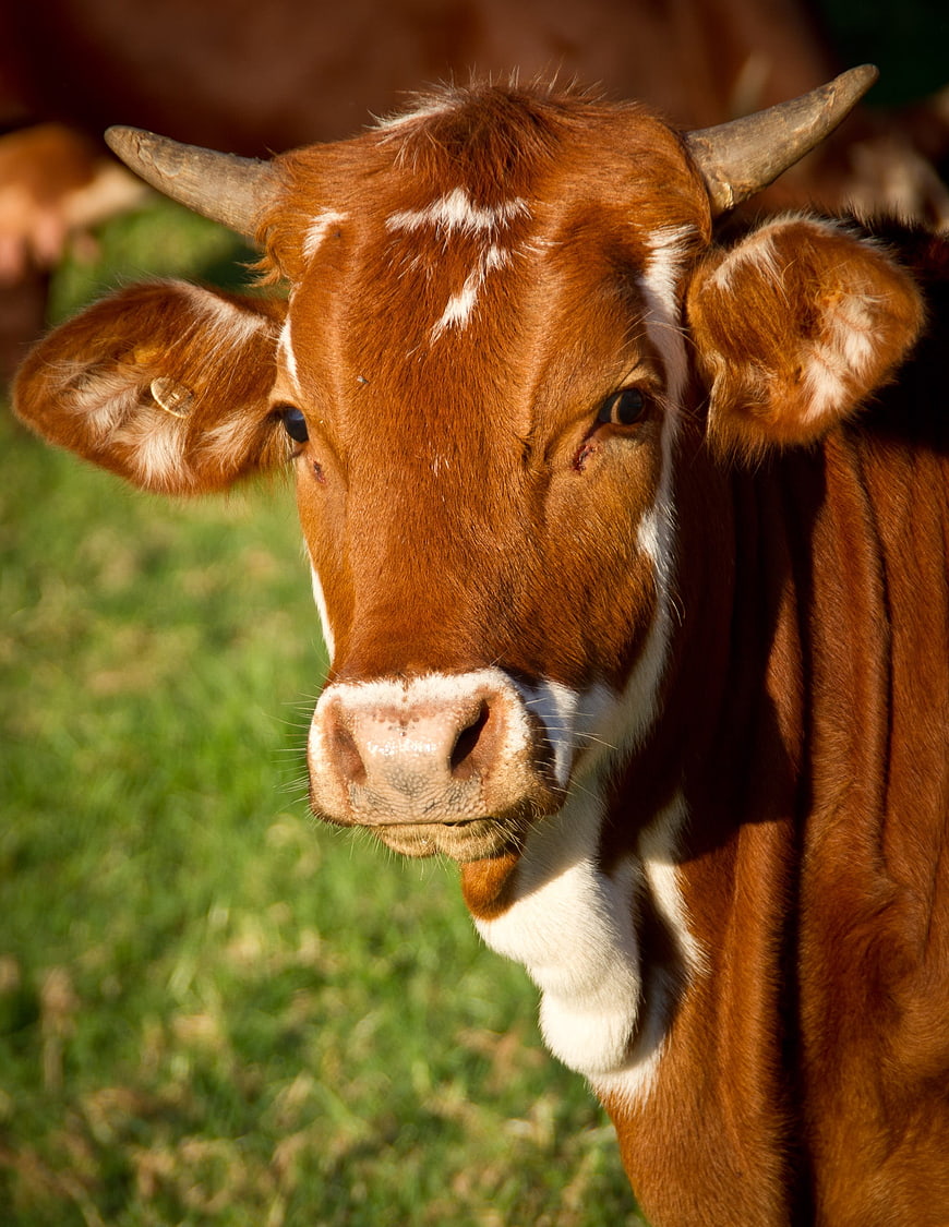 Close-up portrait of a brown and white cow with horns