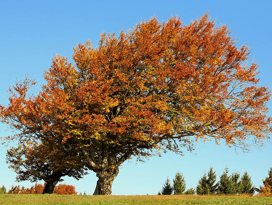 Majestic Old Beech Tree with Golden Autumn Foliage Against Blue Sky