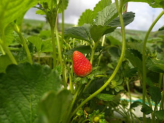 Ripe red strawberry growing on plant in green field