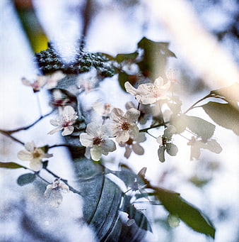 White cherry blossoms on branch with blurred background