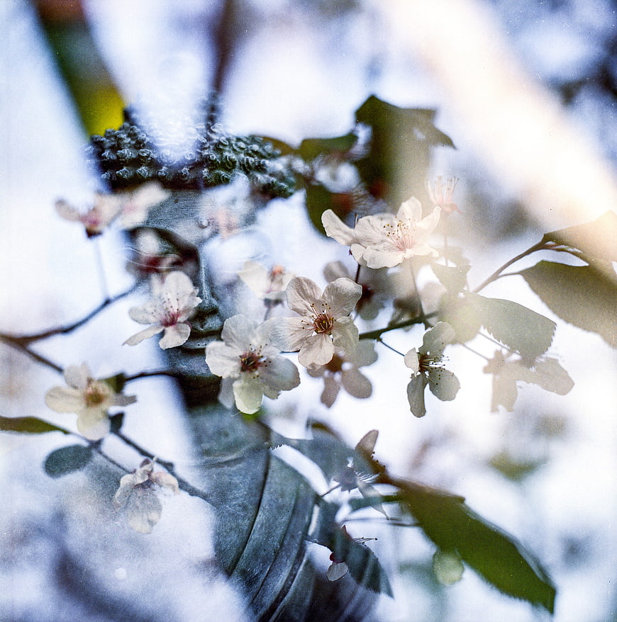 White cherry blossoms on branch with blurred background