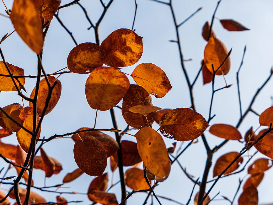 Backlit Orange and Red Autumn Leaves on Branches