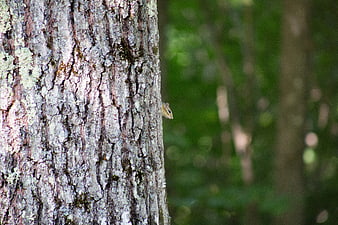 Chipmunk Peeking from Tree Bark in Forest