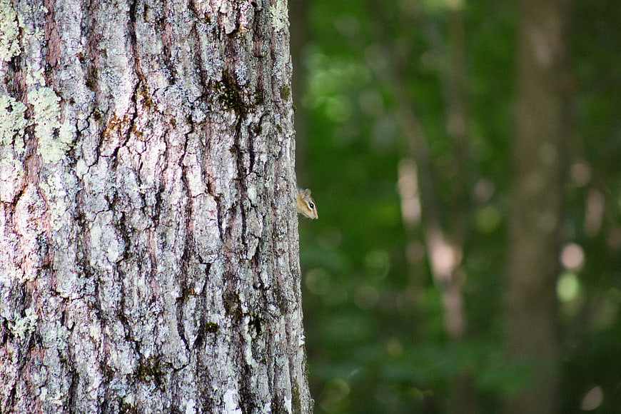 Chipmunk Peeking from Tree Bark in Forest