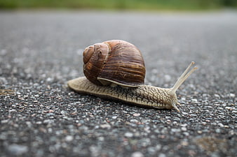 Close-up of a snail crawling on asphalt road