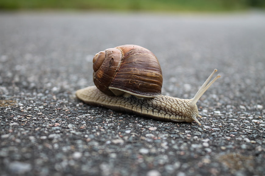 Close-up of a snail crawling on asphalt road