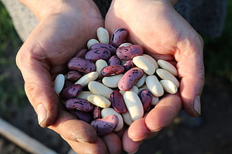 Hands holding harvested runner beans in garden