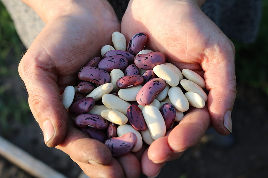 Hands holding harvested runner beans in garden
