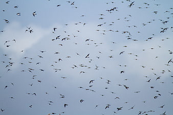 Flock of Swallows Flying Against Blue Sky