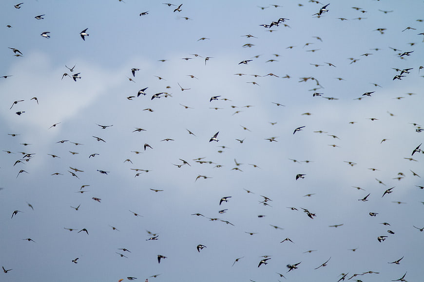 Flock of Swallows Flying Against Blue Sky
