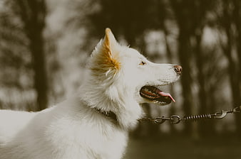 White German Shepherd Dog Profile on Leash in Forest