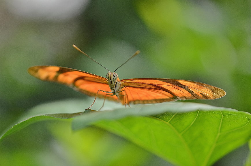 Orange Butterfly on Green Leaf Macro Photography