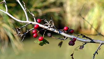 Red berries on a branch with blurred natural background