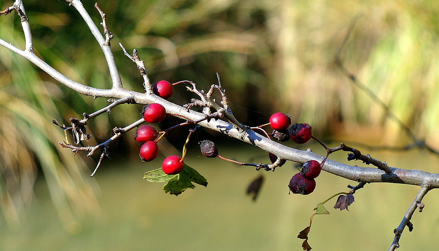 Red berries on a branch with blurred natural background