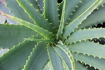 Close-up of a green aloe vera plant with spiky leaves