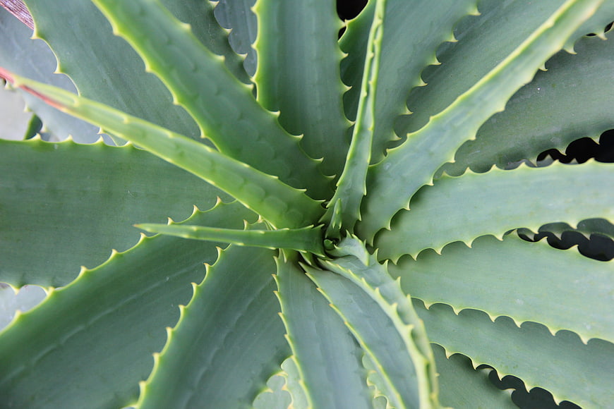 Close-up of a green aloe vera plant with spiky leaves