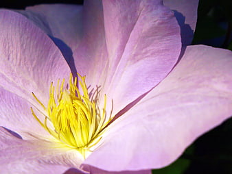 Close-up of a pink clematis flower with yellow stamens