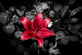 Vibrant Red Lily in Black and White Floral Bouquet