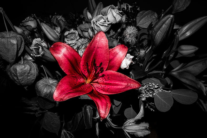 Vibrant Red Lily in Black and White Floral Bouquet