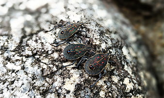 Close-up of three yellow-spotted stink bugs on a rock