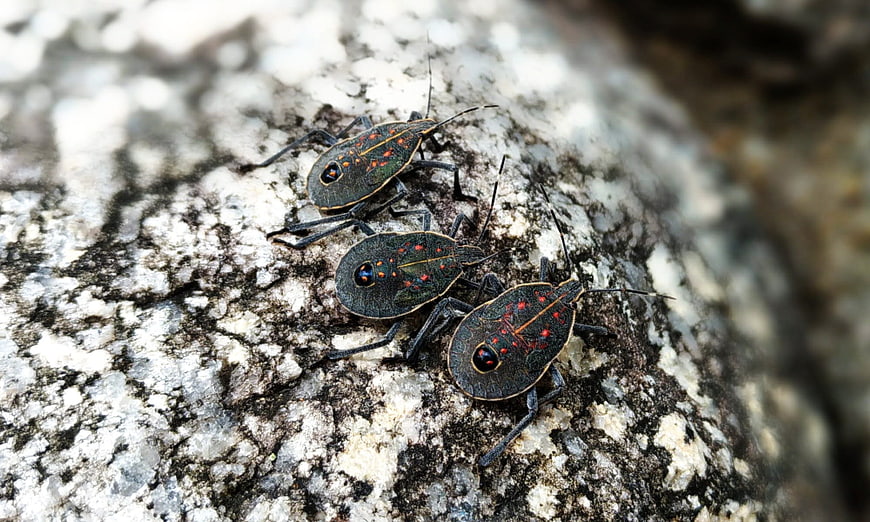 Close-up of three yellow-spotted stink bugs on a rock
