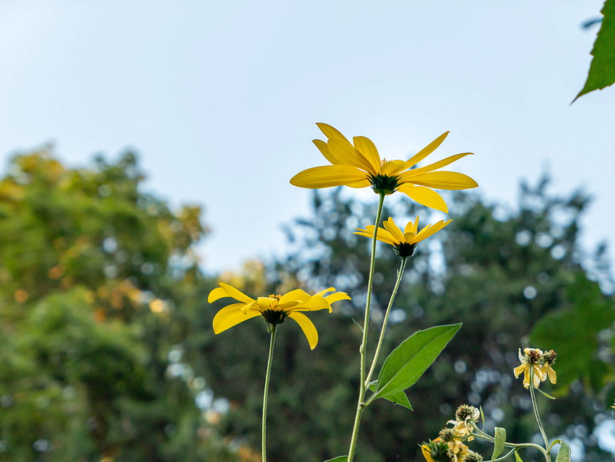 Yellow Wildflowers Against Blue Sky and Green Trees