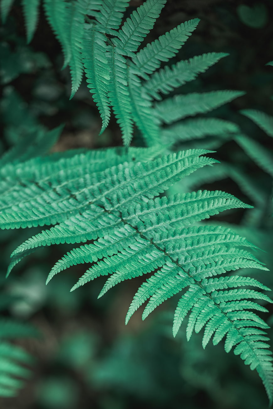 Close-up of vibrant green fern fronds in a forest