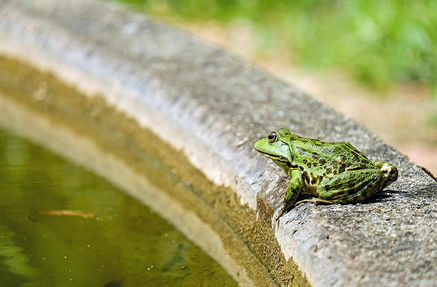 Green frog resting on concrete pond edge