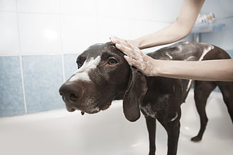 Woman Washing a Black and White Dog in a Bathtub