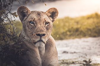 Portrait of a Lioness with Clouded Eye in African Savanna
