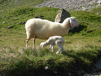 Mother sheep and lamb grazing on green mountain pasture