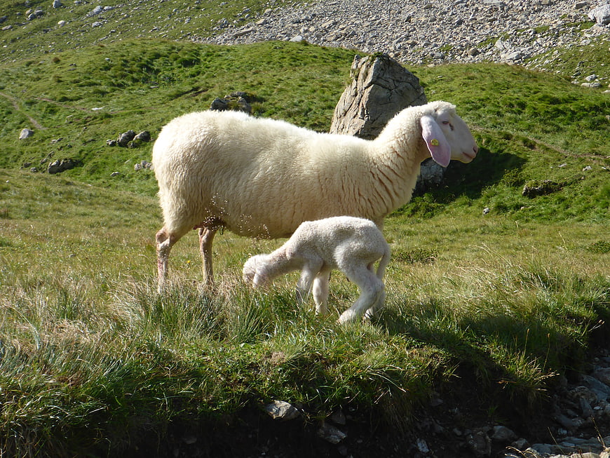 Mother sheep and lamb grazing on green mountain pasture
