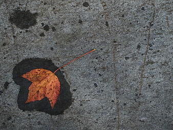 Single orange maple leaf on wet concrete background