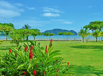 Tropical Costa Rica Landscape With Red Flowers And Palm Trees