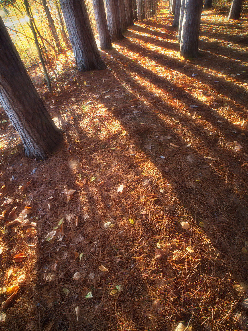 Sunlight and shadows on pine needles in autumn forest