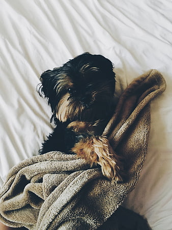 Cute Yorkshire Terrier Puppy Wrapped in Blanket on Bed