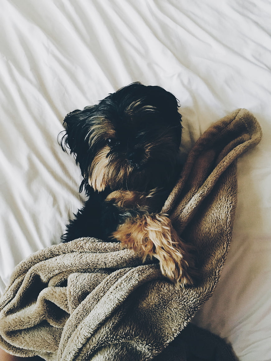 Cute Yorkshire Terrier Puppy Wrapped in Blanket on Bed