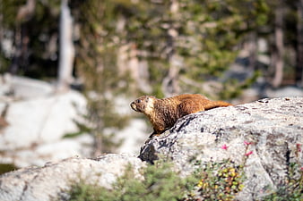 Yellow-bellied marmot on rocky outcrop in nature