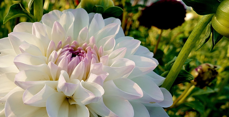 Close-up of a white dahlia flower with pink center in a garden
