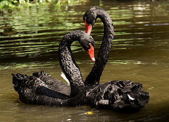 Two black swans forming a heart shape on a lake